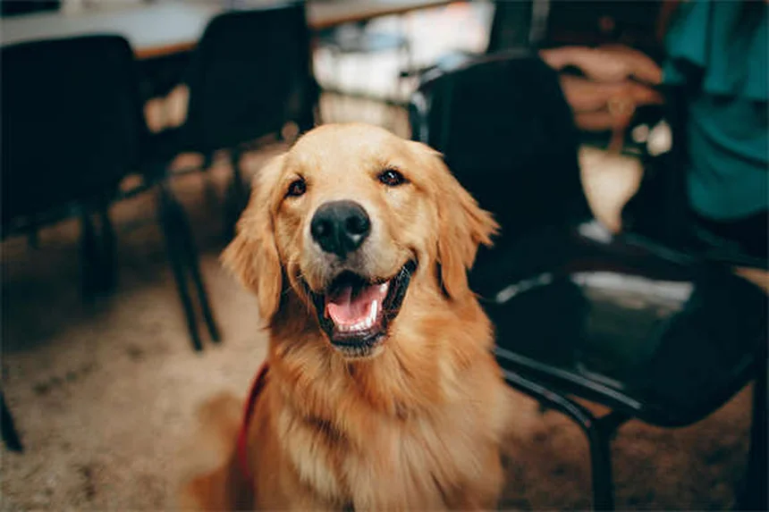 5 Essential Tick Prevention Tips Every Dog Owner Must Know