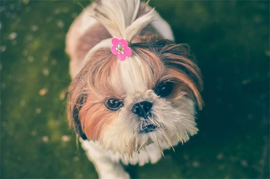 How to Help a Dog With Separation Anxiety: 5 Proven Solutions