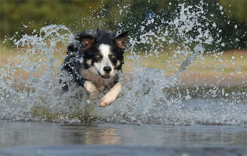 How to Pick Up a Puppy or Kitten Safely: 5 Expert Tips