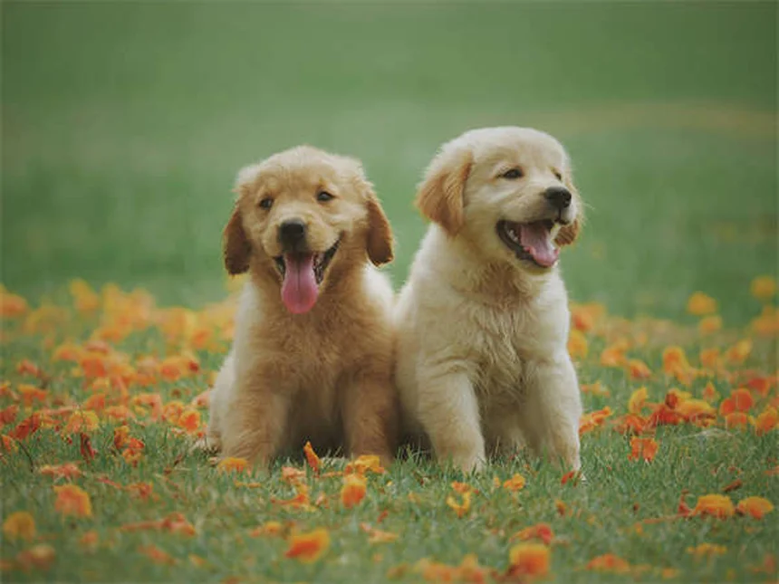 Why Is My Dog's Stomach Gurgling? 5 Common Causes & When to Worry