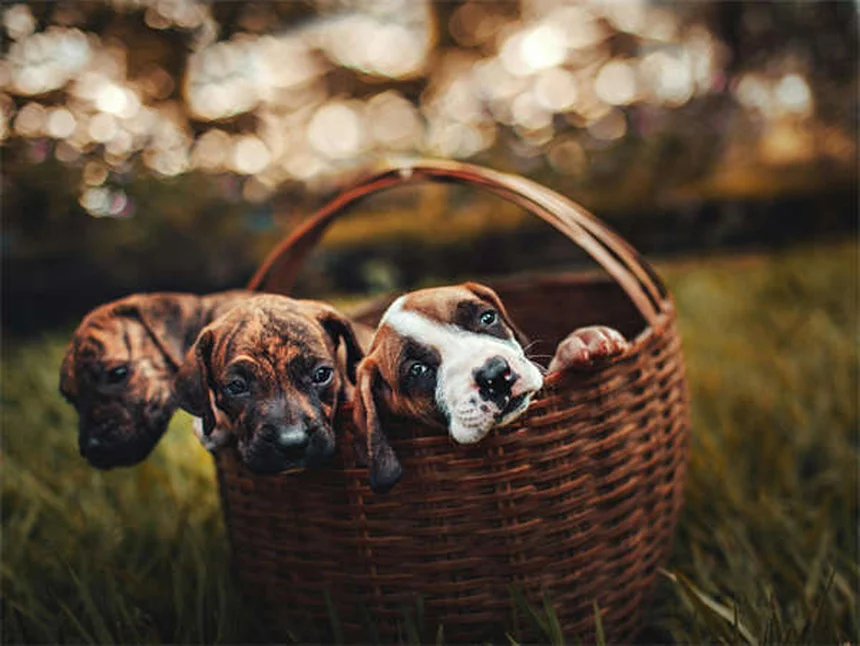 Best Dog Food: How to Choose What's Right for Your Pup