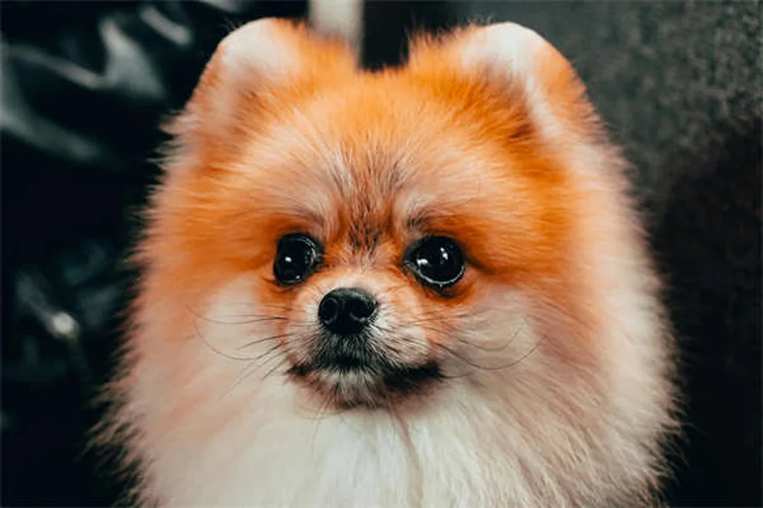 5 Pet Anesthesia Risks: What Every Owner Must Know