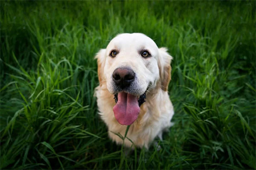 5 Pet Anesthesia Risks: What Every Owner Must Know