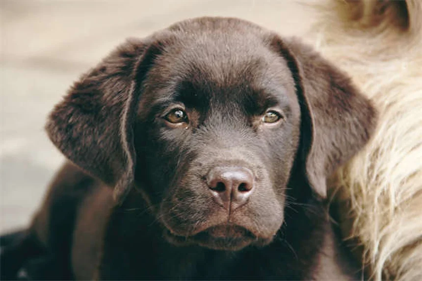 19 Pet-Dangerous Beauty Products You Need to Know About