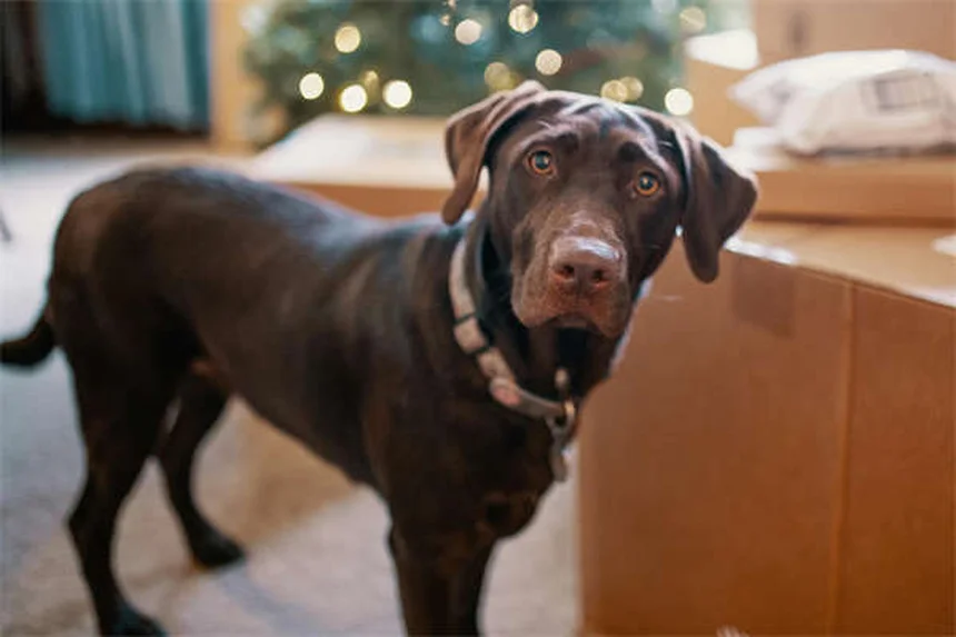 Why Do Dogs Hump? 5 Surprising Reasons & How to Stop It