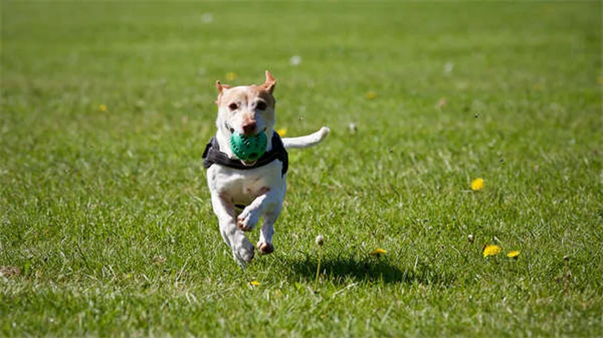5 Proven Ways to Relieve Dog Arthritis Pain at Home