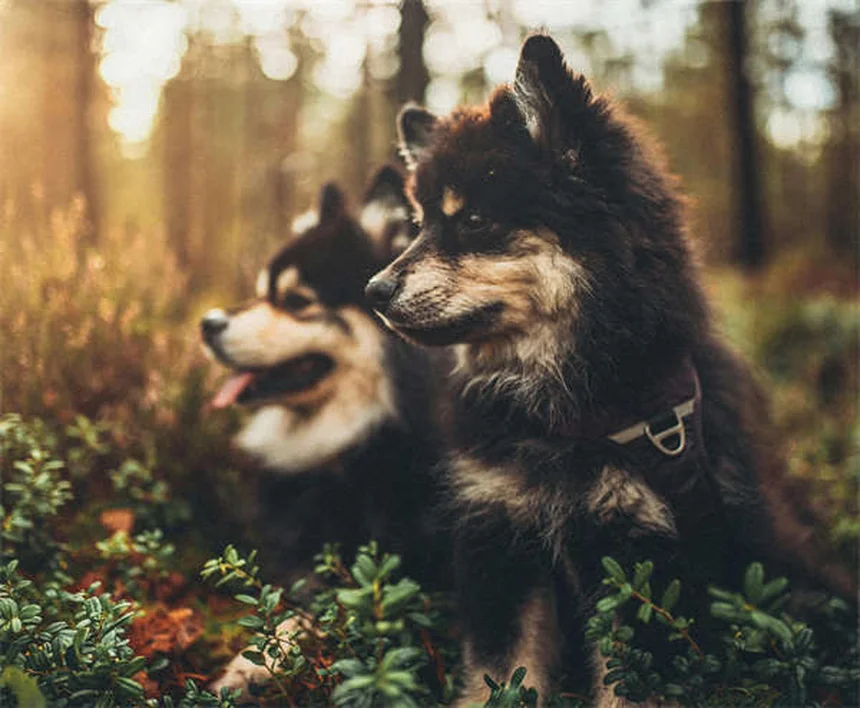 5 Proven Ways to Relieve Dog Arthritis Pain at Home