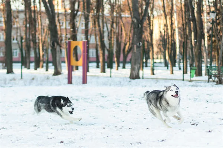 What to Feed a Dog With Diarrhea: Vet-Approved Tips