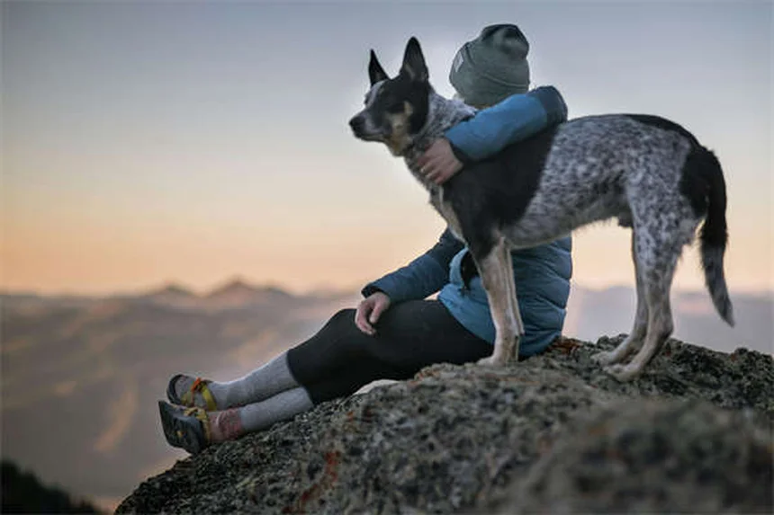 Dog Eye Discharge: 5 Types & When to See a Vet