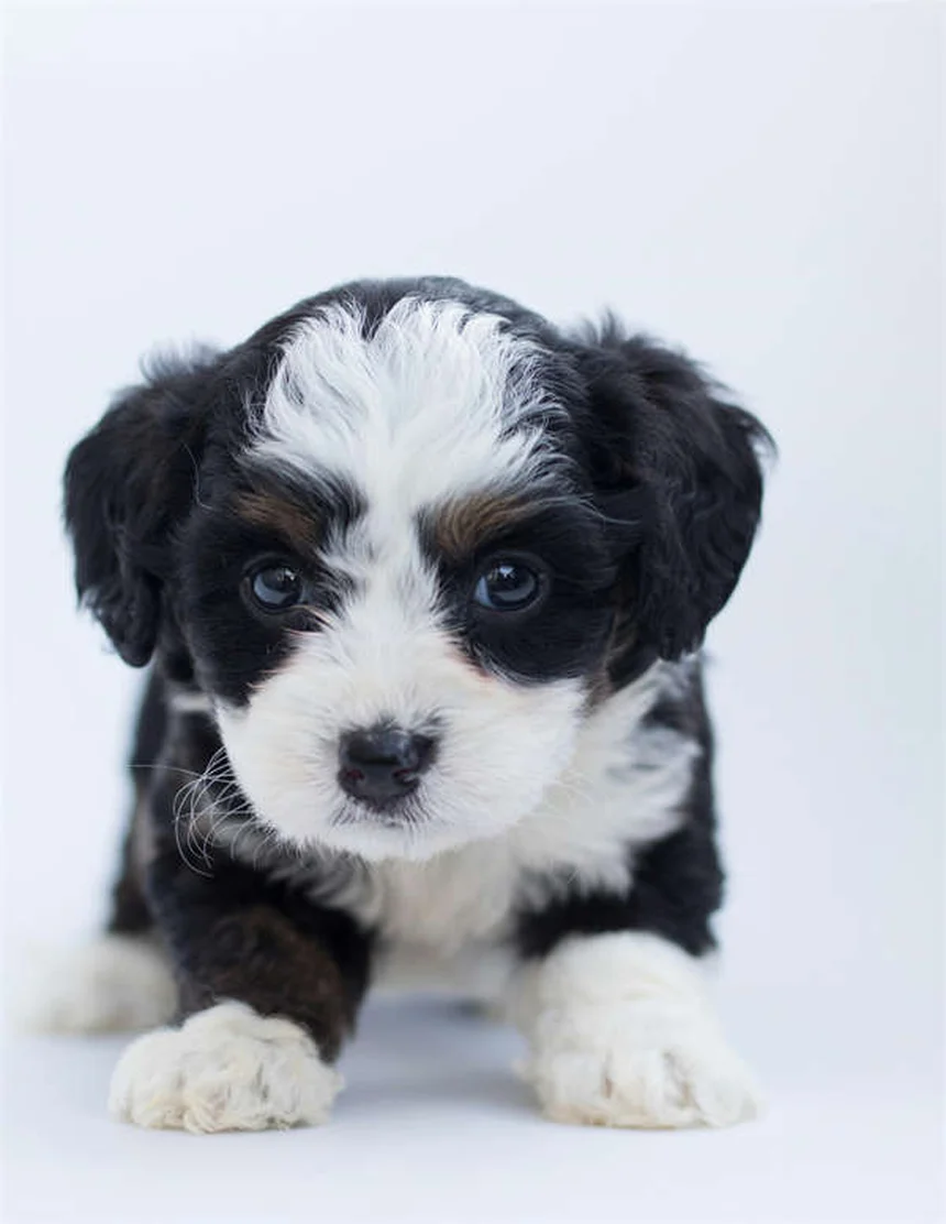 5 Surprising Reasons Dogs Are Truly Man's Best Friend