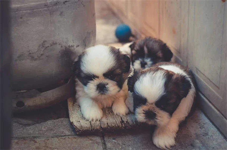 5 Surprising Reasons Dogs Are Truly Man's Best Friend