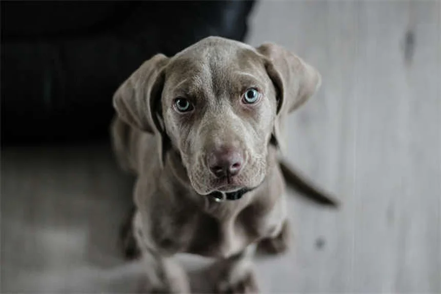 5 Surprising Reasons Dogs Are Truly Man's Best Friend