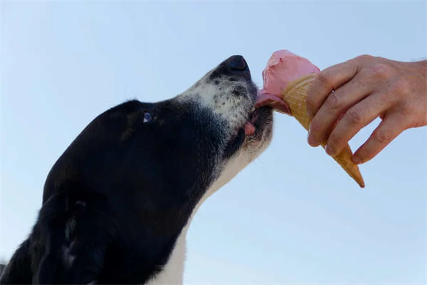 5 Surprising Reasons Dogs Are Truly Man's Best Friend