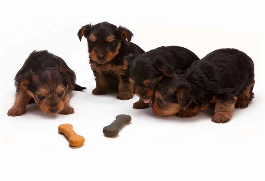 Why Is My Dog Not Drinking Water? 7 Common Causes & Solutions