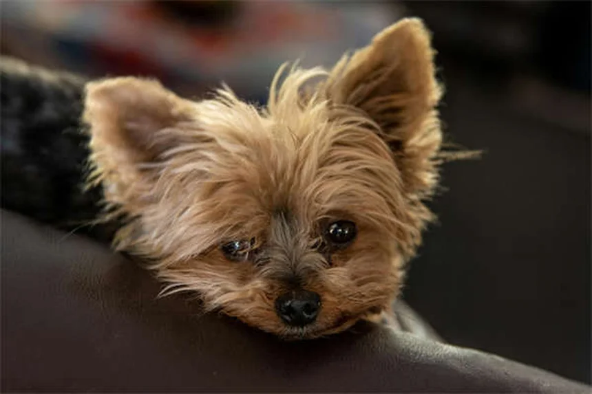 Why Is My Dog Not Drinking Water? 7 Common Causes & Solutions