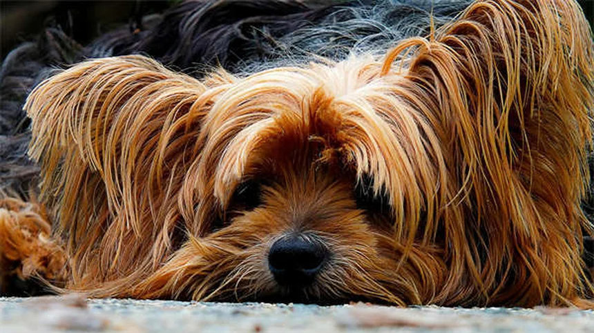 Why Is My Dog Not Drinking Water? 7 Common Causes & Solutions
