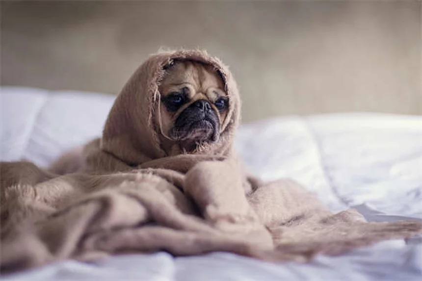 8 Senior Dog Food Tips: Keep Your Aging Pup Healthy & Happy