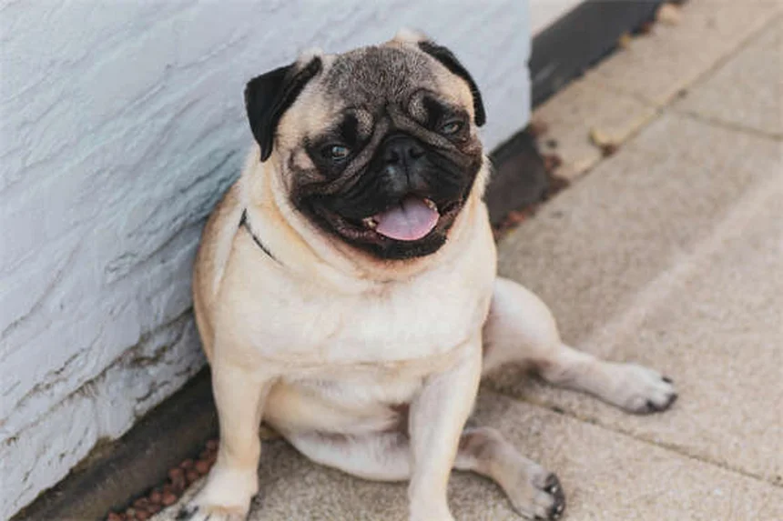Is Your Dog's Bed Causing Allergies? 5 Signs to Watch For