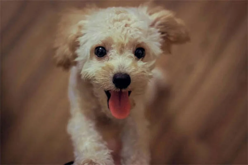 Best Puppy Teething Toys: Safe Choices for Every Age & Breed