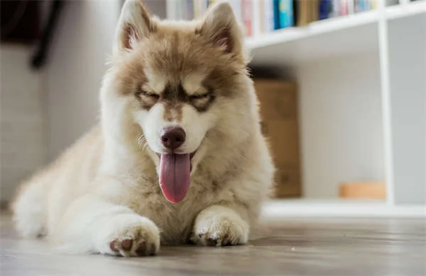 Best Puppy Teething Toys: Safe Choices for Every Age & Breed