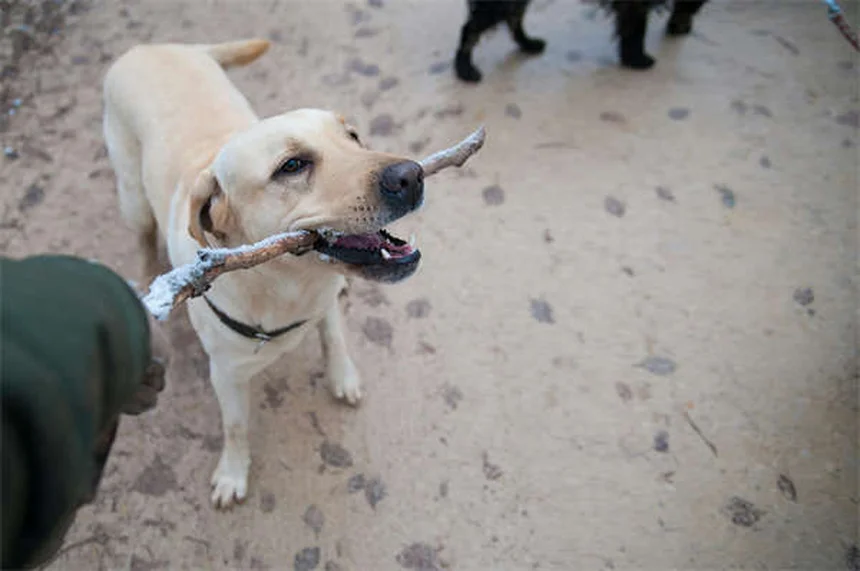 Safe NSAIDs for Dogs: Vet-Approved Pain Relief Options