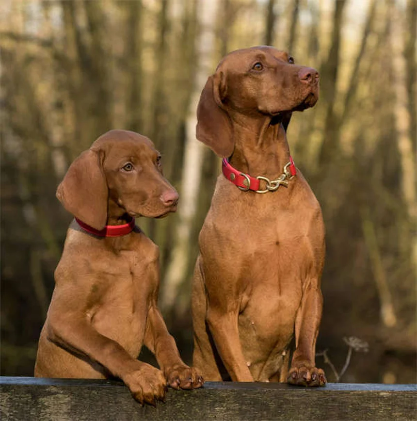 Safe NSAIDs for Dogs: Vet-Approved Pain Relief Options