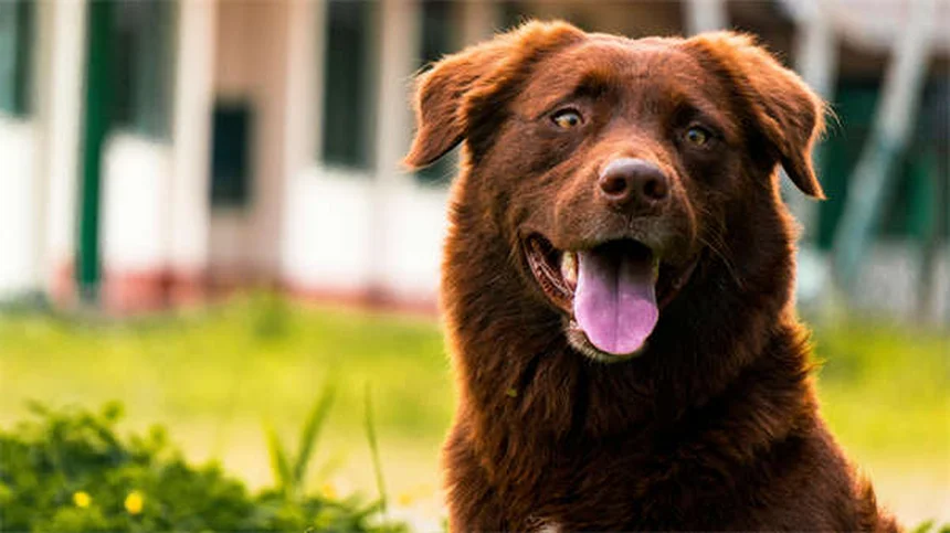 Why Is My Dog Coughing? 7 Common Causes & When to Worry