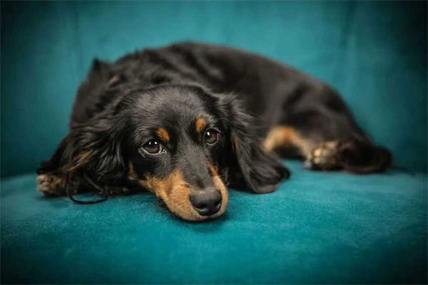 7 Dog Walking Mistakes You're Probably Making (And How to Fix Them)