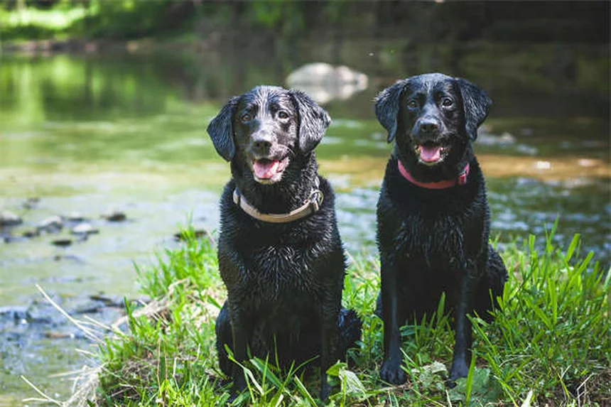 7 Dog Walking Mistakes You're Probably Making (And How to Fix Them)
