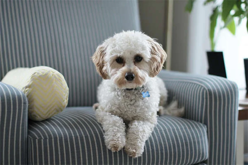 Blood in Dog Urine: 5 Urgent Signs You Should Never Ignore