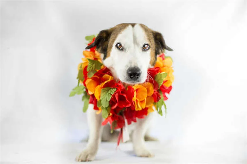 Blood in Dog Urine: 5 Urgent Signs You Should Never Ignore