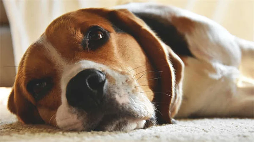 What to Feed a Dog With Diarrhea: Vet-Approved Tips