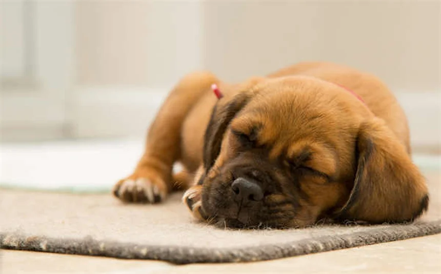 Dog Face Swelling: 5 Common Causes & When to See a Vet