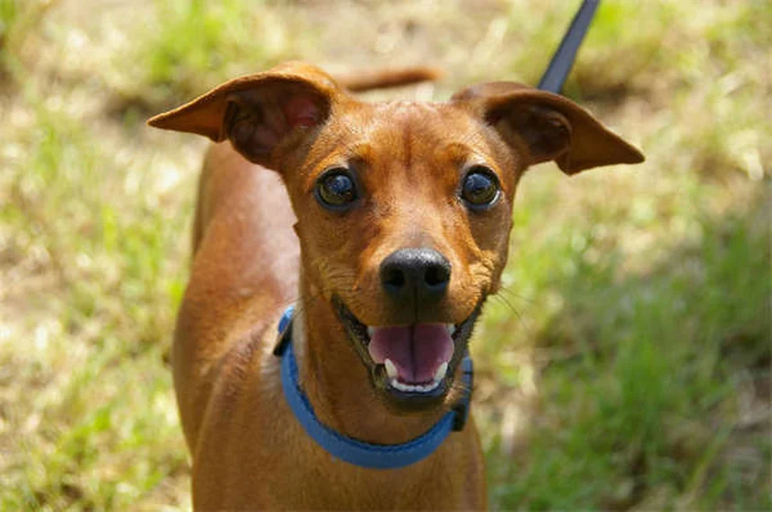 20 Spring Pet Dangers: Keep Your Dog or Cat Safe This Season