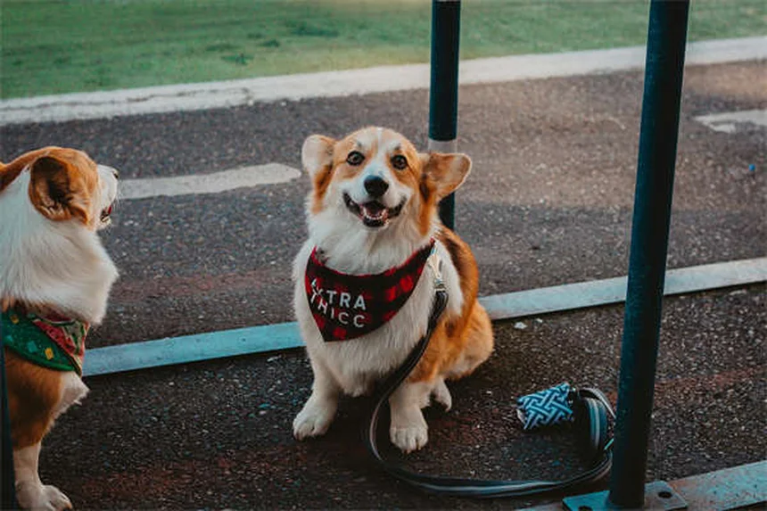 20 Spring Pet Dangers: Keep Your Dog or Cat Safe This Season