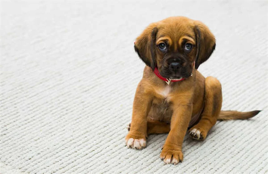 20 Spring Pet Dangers: Keep Your Dog or Cat Safe This Season