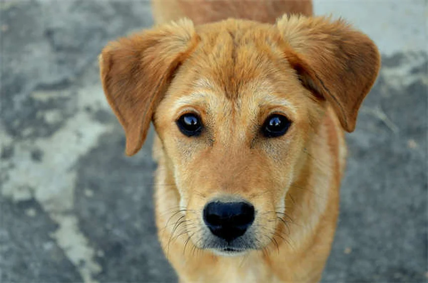 20 Spring Pet Dangers: Keep Your Dog or Cat Safe This Season