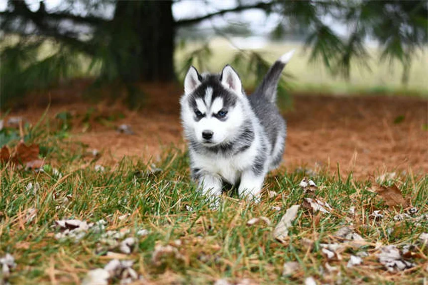 5 Proven Ways to Stop Compulsive Dog Behaviors Fast