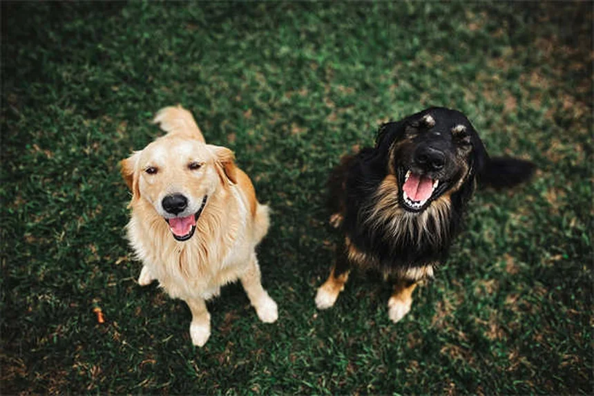5 Proven Ways to Stop Compulsive Dog Behaviors Fast