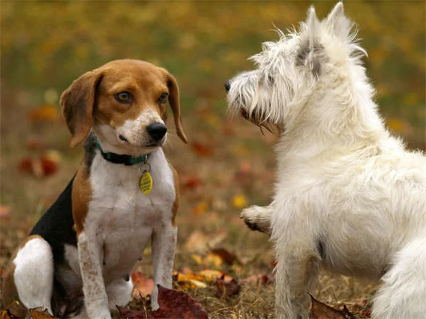 5 Proven Ways to Stop Compulsive Dog Behaviors Fast