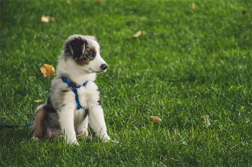 5 Proven Ways to Stop Compulsive Dog Behaviors Fast