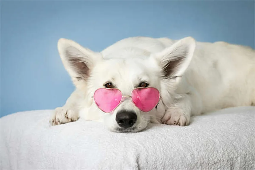 Ephedrine for Pets: 5 Must-Know Facts About This Urinary Incontinence Treatment