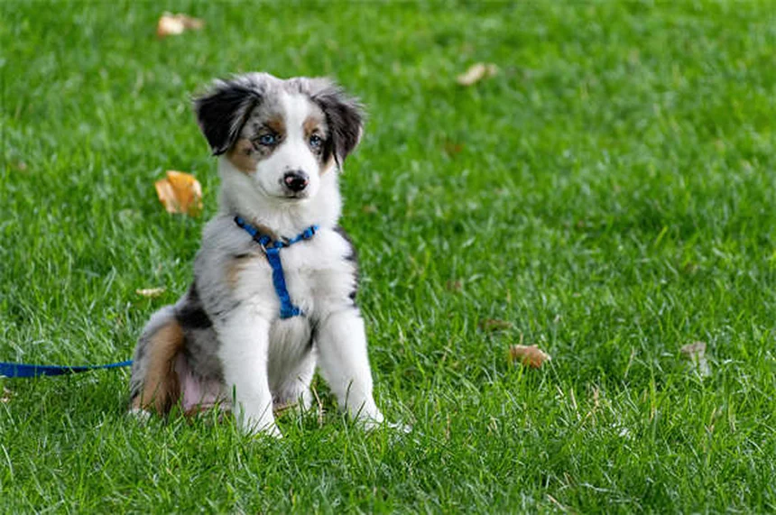 Ephedrine for Pets: 5 Must-Know Facts About This Urinary Incontinence Treatment