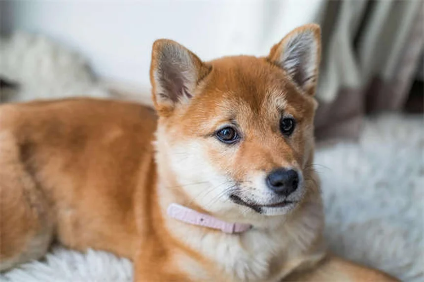 5 Warning Signs in Your Dog's Gums You Should Never Ignore