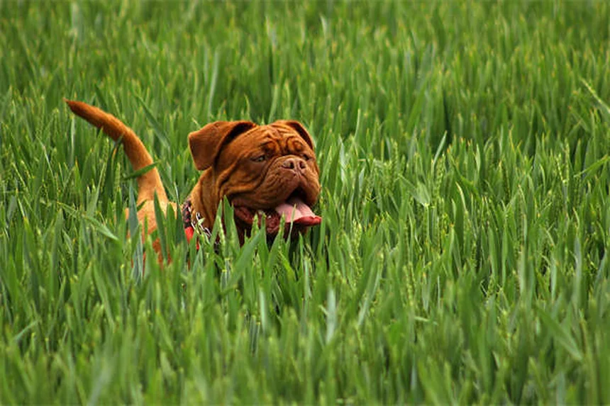 5 Warning Signs in Your Dog's Gums You Should Never Ignore