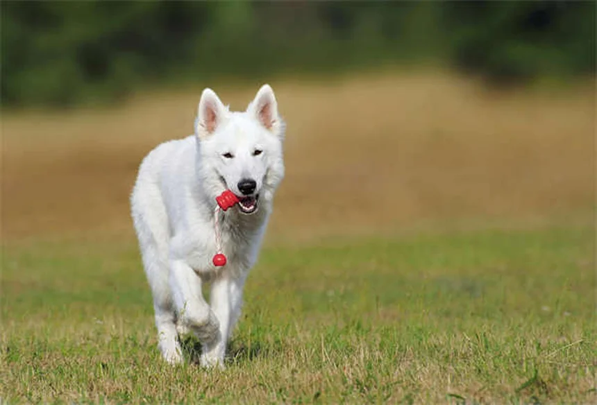 How to Get Rid of Fleas Fast: 7 Proven Home Remedies That Work