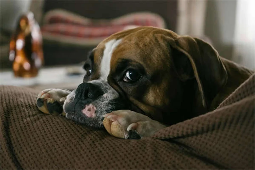 How to Get Rid of Fleas Fast: 7 Proven Home Remedies That Work
