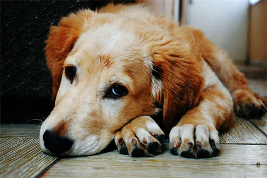 How to Get Rid of Fleas Fast: 7 Proven Home Remedies That Work