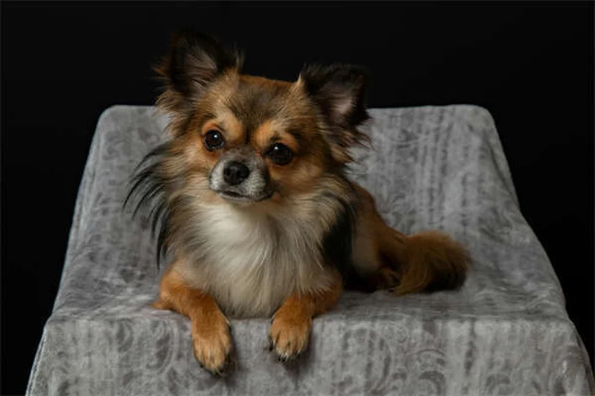 Dog Nausea: 5 Signs Your Pup Has an Upset Stomach & What to Do