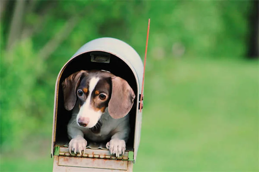 Top 10 Most Popular Dog Breeds in America (2025 AKC Rankings)